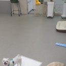 베콩스 | 제주도 애견호텔에서의 행복한 추억