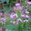 꽃피는 닭갈비 이미지