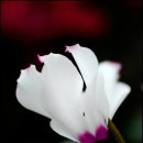 샤론의꽃 - 남동구 문화로169번길 80 | 샤론의꽃