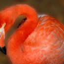 플라밍고 이미지