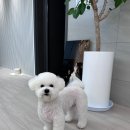 빠멍애견미용실 | 경기광주 초월 애견미용 빠멍 내돈내산 후기