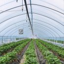 용비농장 이미지