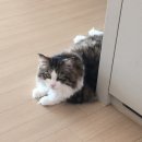 현대특수사료(주) | 고양이사료 힐스 헤어볼 컨트롤 어덜트7+ 1.6kg 솔직 후기, 10살 예롱이 변화 기록