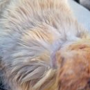 현리동물병원 이미지