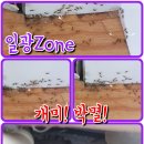 해충박멸ZERO