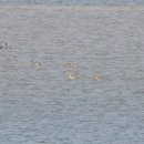 안동오리 이미지