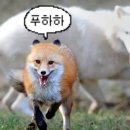 여우야 - 평창군 대관령로 112 | 여우야