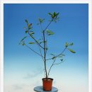 천제연 담팔수나무 이미지