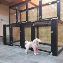 마마펫살롱 이미지