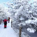 1/27 경북 영주 소백산(1,440m.비로봉)산행 안내 이미지