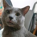 용담에서 회색 고양이 보신 분.. 이미지