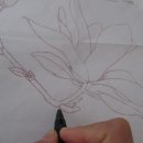 보태니컬아트(색연필화) 이미지