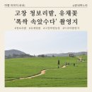 황화농장 | &#39;폭싹 속았수다&#39; 촬영지♡ 고창 &#34;학원농장 청보리밭&#34; 고창 청보리밭 축제 기간