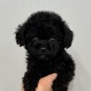 짱구 애견 하우스 이미지