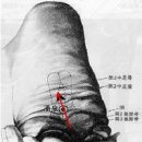 수화목