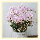 좋은세상 | 봄맞이 리빙템 선물용 서양란에 반했던 좋은세상 후기