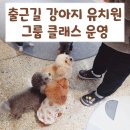 출근길 강아지 유치원 이미지