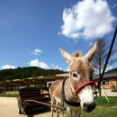 슈렉목장 이미지