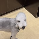 멍멍나래 애견미용 | [남양주 진접 애견미용] “멍멍나래 장현점”