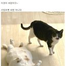 13살 비만고양이 이미지