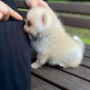 나의 댕댕이 | 발산폼스키분양 okdog에서 데려온 나의 댕댕이 이야기