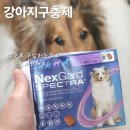 철인약국 | 심부전증 강아지의 넥스가드 스펙트라 가격 및 직구후기