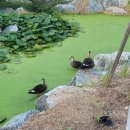 서천공원 | 용인 자연 속 힐링 산책 서천생태공원 서천레스피아