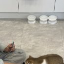 야! 놀자 PC | 냥이주택 : 서울대입구 고양이카페 귀여운 7마리의 고양이보며 힐링히기! (w 카페대관)