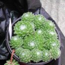 멋쟁이세탁소 이미지