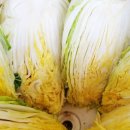 채열농장 이미지