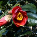 동백나무집 이미지