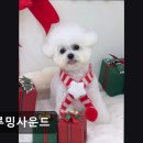 애견미용실 일호 | (수원, 강아지, 고양이, 애견미용, 추천!) 그루밍사운드 수원 그루밍사운드, 스트레스 없는 미용
