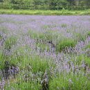 점동농장 이미지