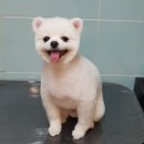 구름이 펫 미용샵 이미지