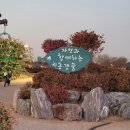 시흥 가볼만한 곳 갯골생태공원 억새 핑크뮬리 흔들전망대 야경 나들이 추천