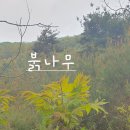 붉나무순(식용),오동나무순,못먹는풀(이름모름), 취나물(식용),원추리(어린순식용),꼭두서니 이미지