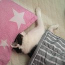 스마트폰으로 감성사진찍기 | 아이폰 6s 색감 로즈골드 공기계 감성 사진용 세컨폰 후기