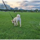 애견의 명가 궁 이미지