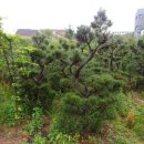 큰소나무농장 이미지