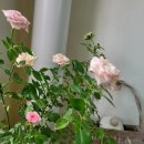 아키스트로 이미지