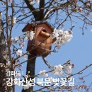 용흥궁공원1(관청리615-1) | 2026 인천 강화도 강화산성 북문 벚꽃길 개화 실시간 (주차팁)