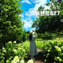 들레목장 | 제주도 관광지 추천! 수국 정원 무료입장 실내 카페 플랜트827