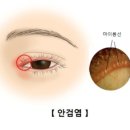 영문2리 | 四字成語 총정리 ㄴ 113 (내진주지~내측설상골)