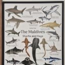 좋은마음 수중발달센터 | 몰디브 여행 신생 리조트 두짓D2 후기 - 3탄 스노클링 수중 환경