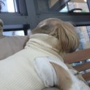 늘푸른종합동물병원 이미지