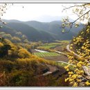 산수유피는마을 이미지