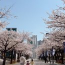 봄벚꽃나들이 장소추천🌸부경대 대연캠퍼스 봄낭만의 캠퍼스