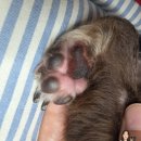 엉클독 애견유치원 이미지