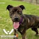 데려가시개 이미지