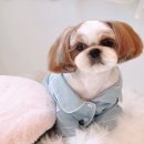 패밀리앤퍼피 이미지